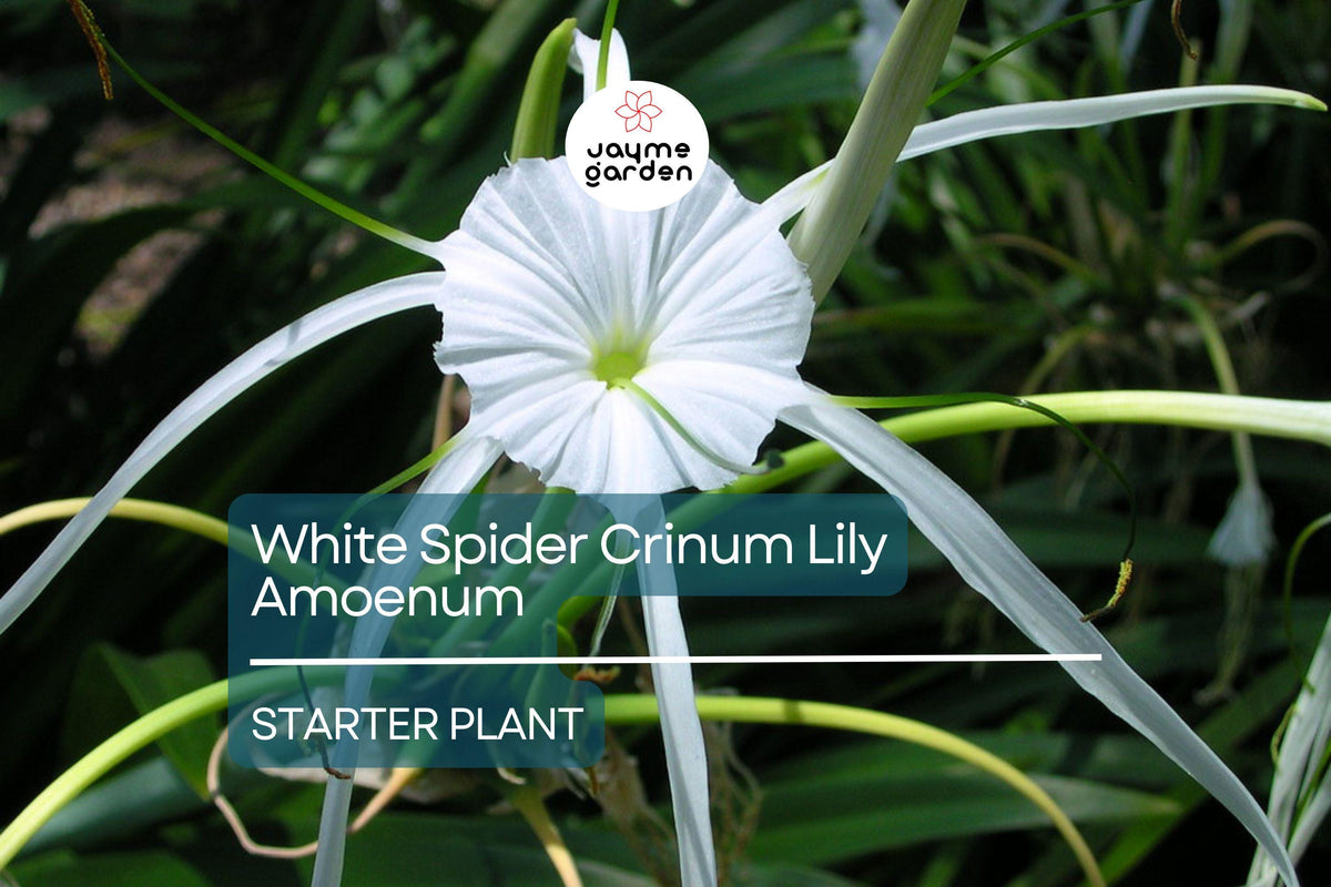 White Spider Crinum Lily Starter Plant | Live Rooted Bulb | Drought-Tolerant Giant Flowering Lily | Crinum amoenum
