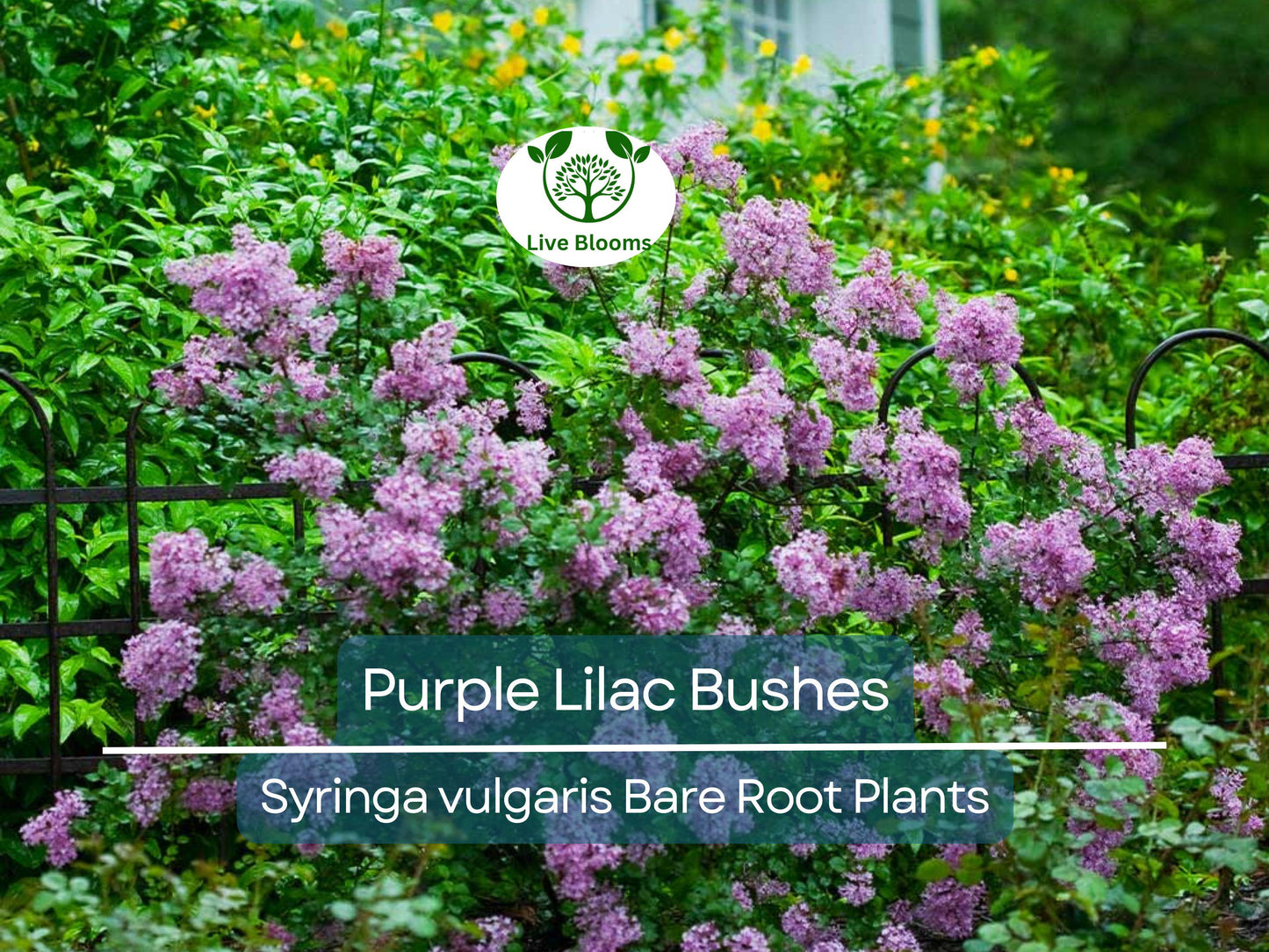 5 Purple Lilac Bushes Bare Root Shrubs - Fragrant Heirloom Spring Blooms for Borders & Hedges