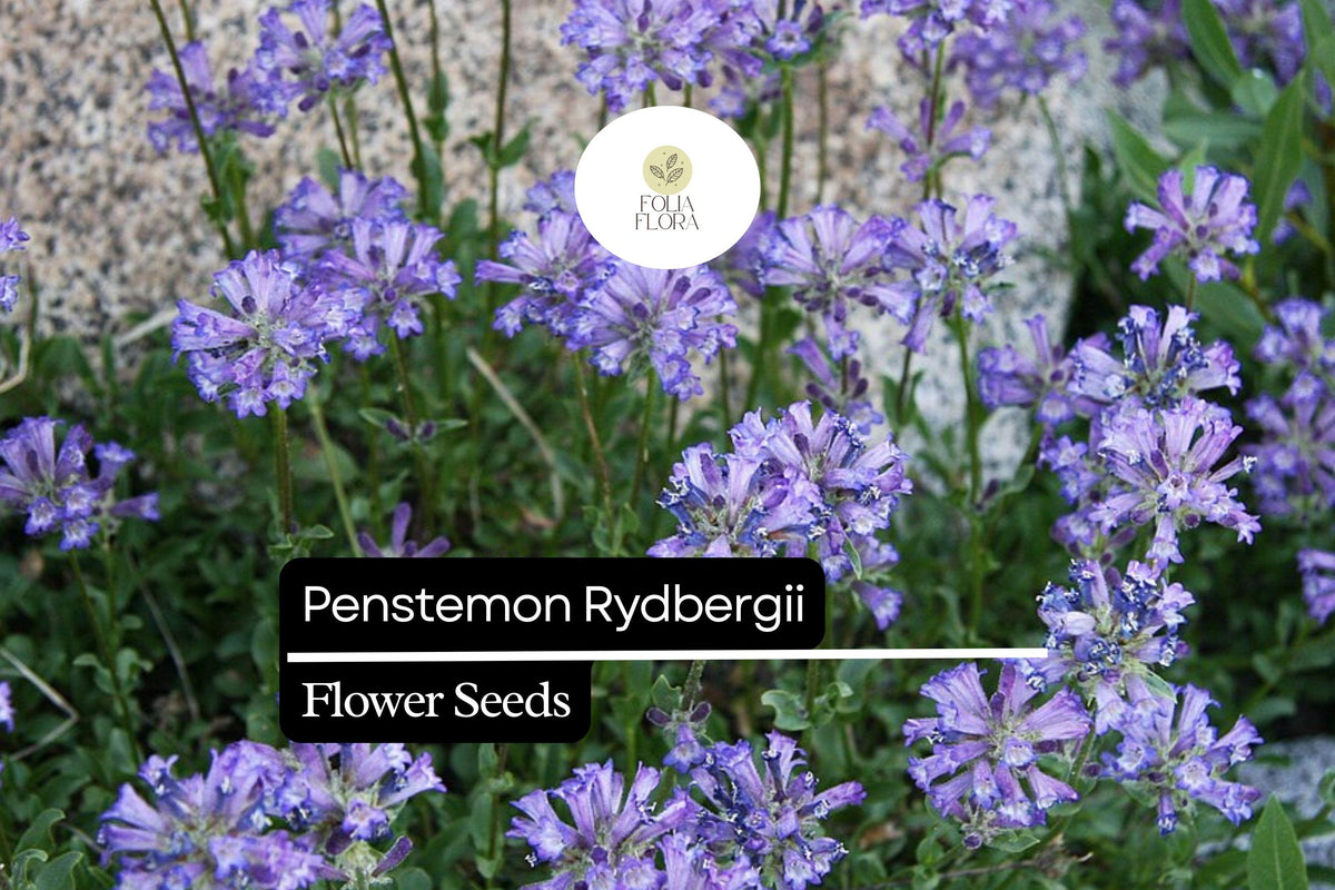 Rydberg's Penstemon Seeds 100mg - Pink Lavender Wildflower, Drought-Tolerant Pollinator Plant, Penstemon Rydbergii
