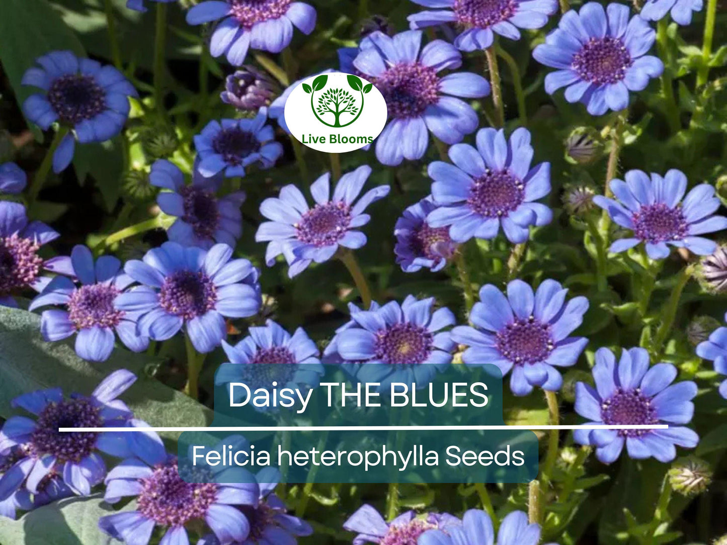 50 Seeds Daisy The Blues Felicia Heterophylla - Heirloom Blue Flowers, Non-GMO, Perennial Pollinator Plant