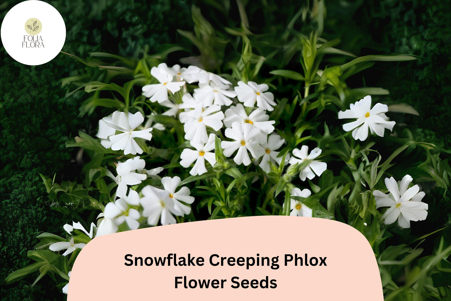 100+ Snowflake Creeping Phlox Seeds – White Ground Cover Flowers, Phlox subulata, Hardy Perennial