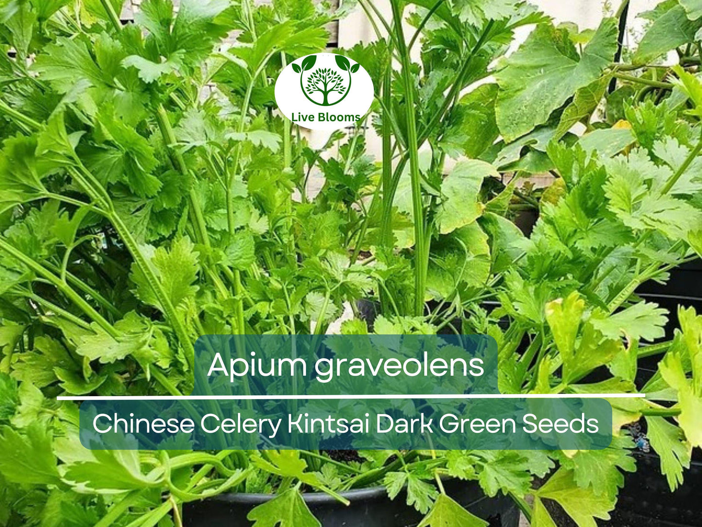 1350 Seeds Chinese Celery Kintsai Dark Green – Heirloom Apium graveolens for Culinary & Garden Use