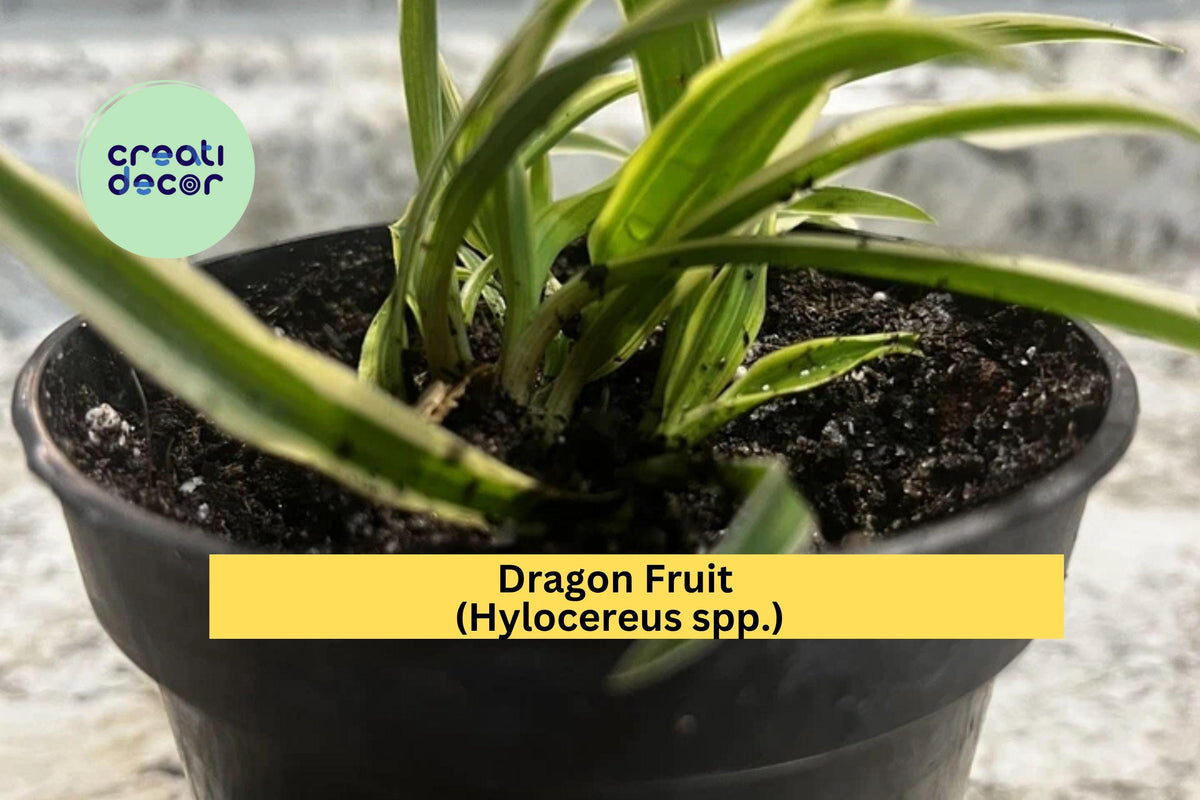 Dragon Fruit Plants Set of 4 Bare Root Seedlings Hylocereus spp. Tropical Cactus Vines for Gardens & Containers