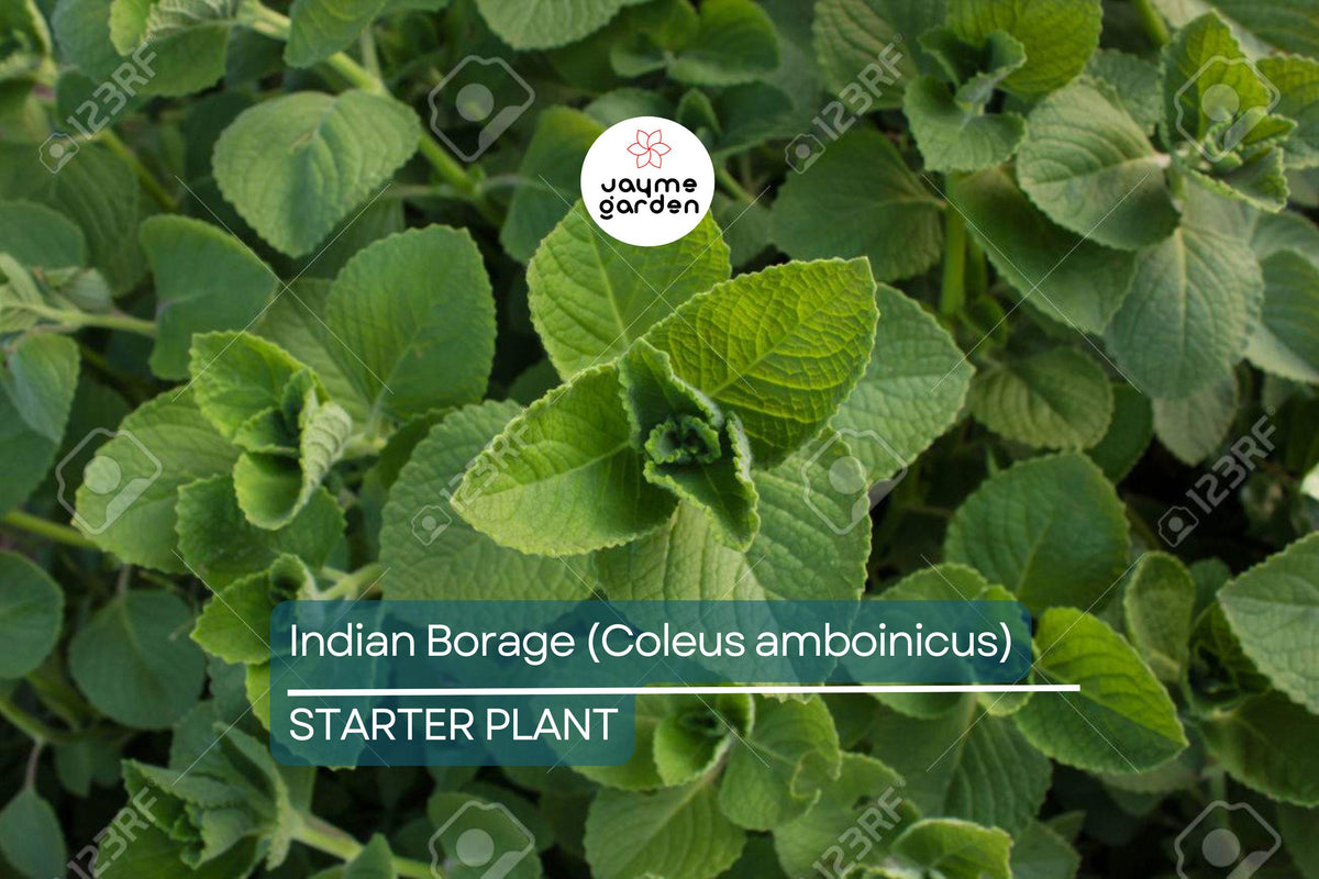 Live Indian Borage Plant, 1'-2' Tall, Aromatic Culinary Herb, Coleus amboinicus, Indoor/Outdoor Tropical Herb, Low-Maintenance.