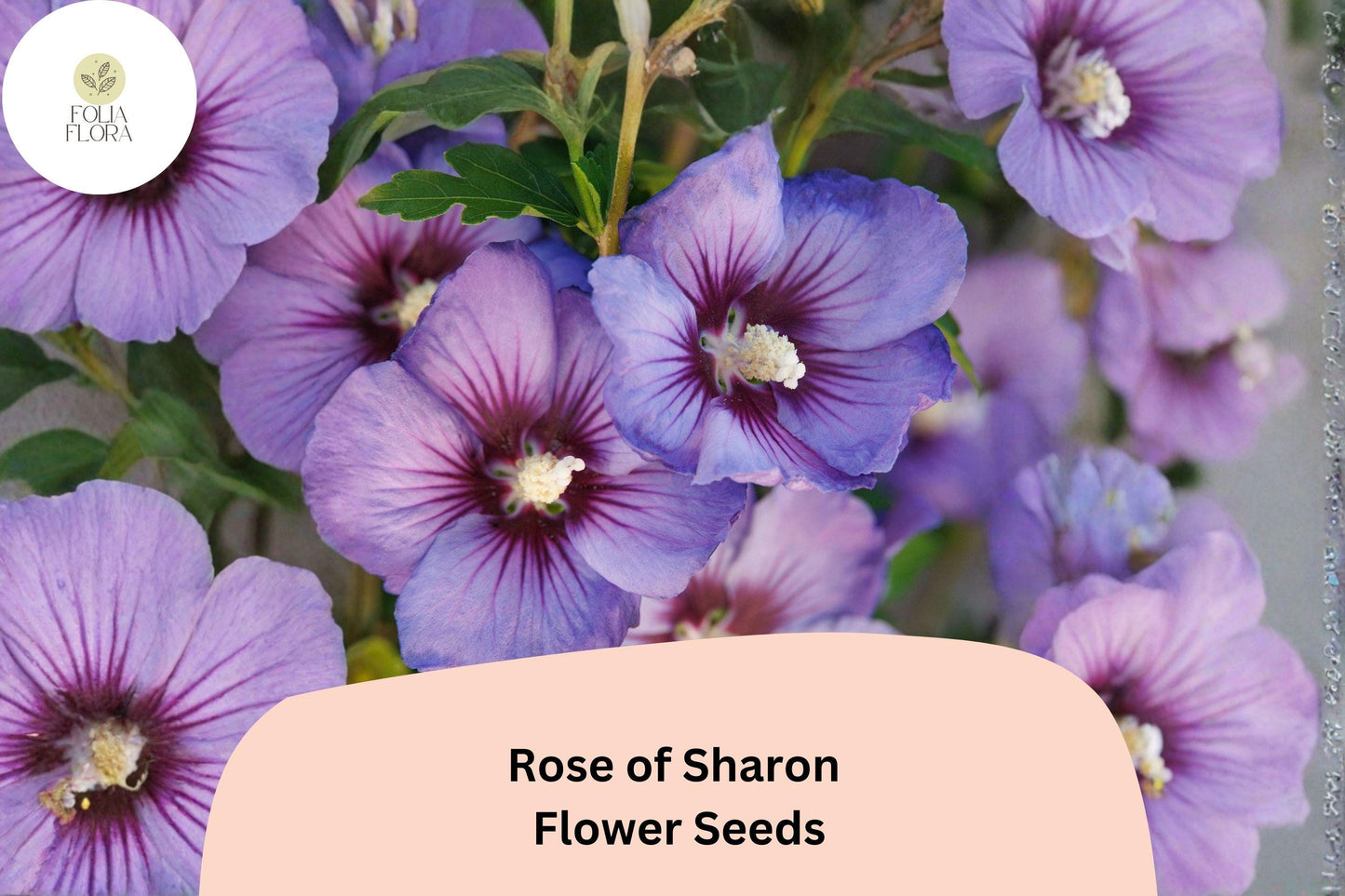 Rose of Sharon Seeds – 10 Hibiscus syriacus for Hardy Ornamental Shrubs