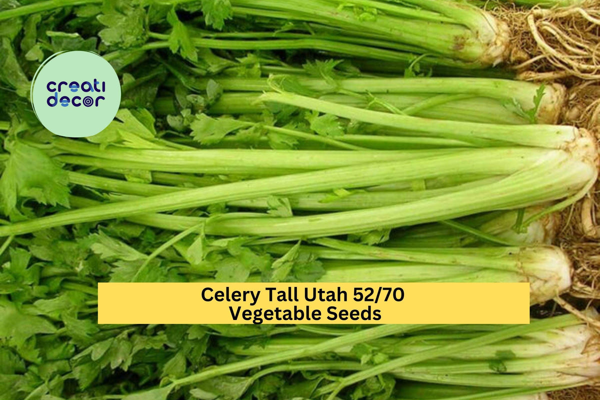 Tall Utah Celery Seeds - 3 Packets of 1g Heirloom Seeds for Gardening (Apium graveolens var. dulce) - Crisp Green Stalks