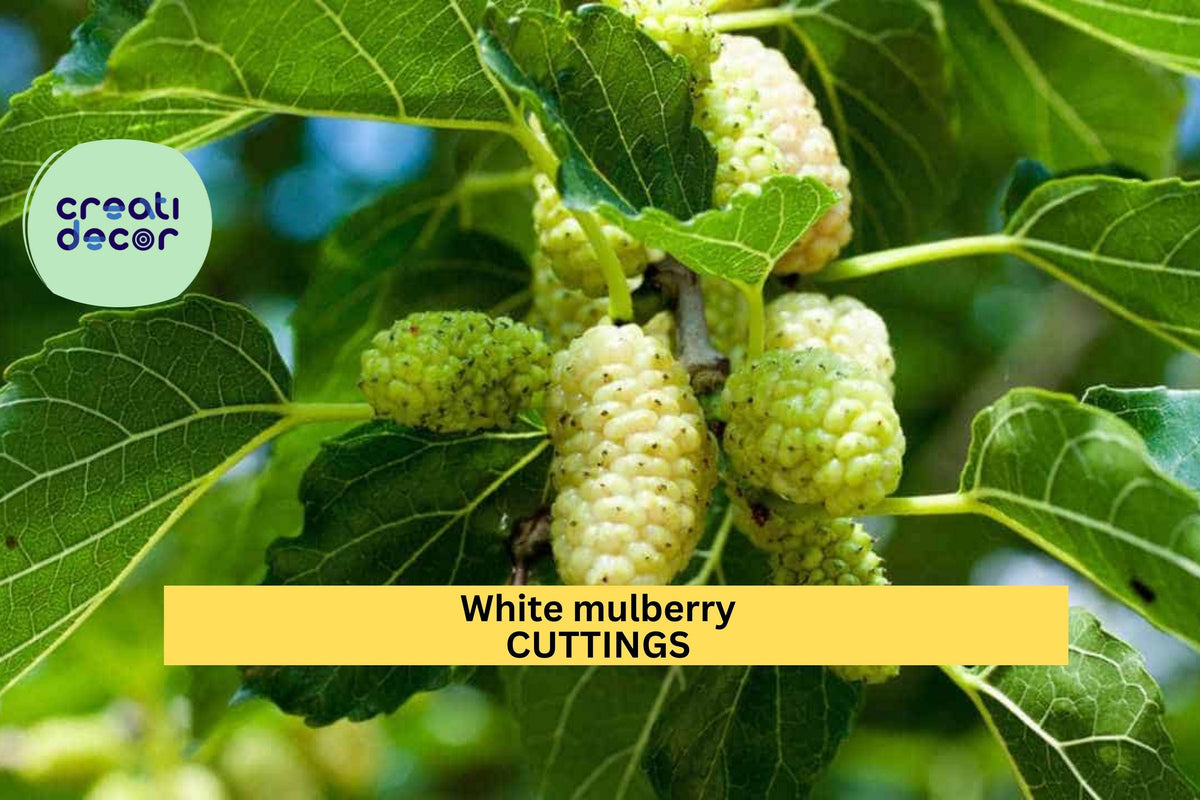 15 Organic White Mulberry Cuttings | Morus Alba | Cold Hardy Fruit Tree with Sweet Berries