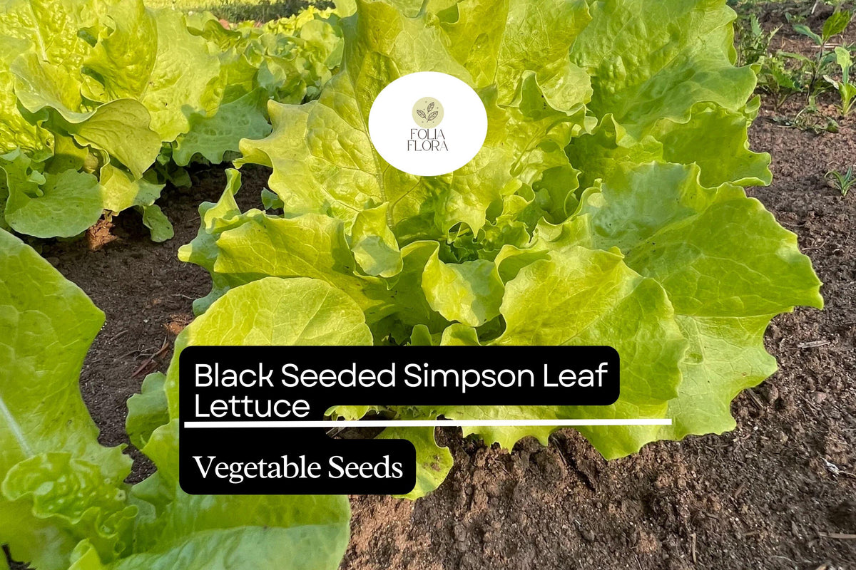 500 Seeds Black Seeded Simpson Leaf Lettuce, Heirloom Non-GMO Crisp Salad Green, Lactuca sativa, Fast-Growing, Tender Leaves