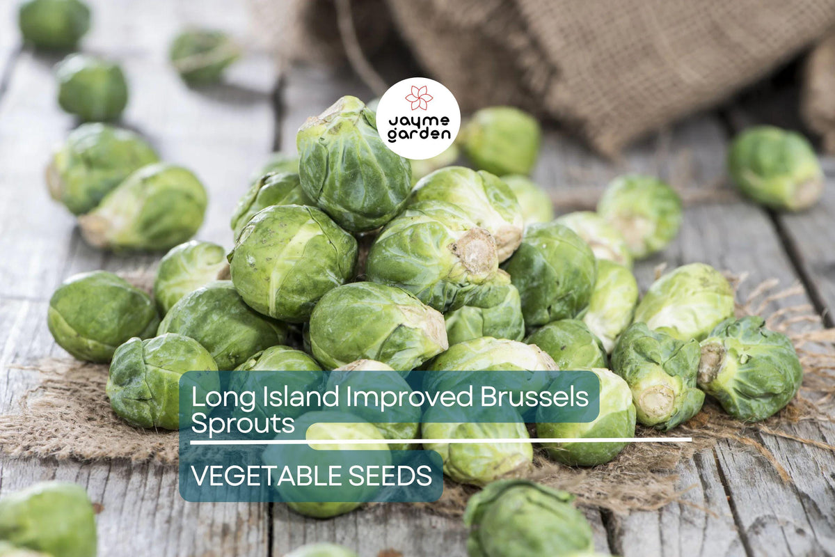 1000 Long Island Improved Brussels Sprouts Seeds - Heirloom Non-GMO, Cold-Hardy Brassica oleracea var. gemmifera for Fall Planting