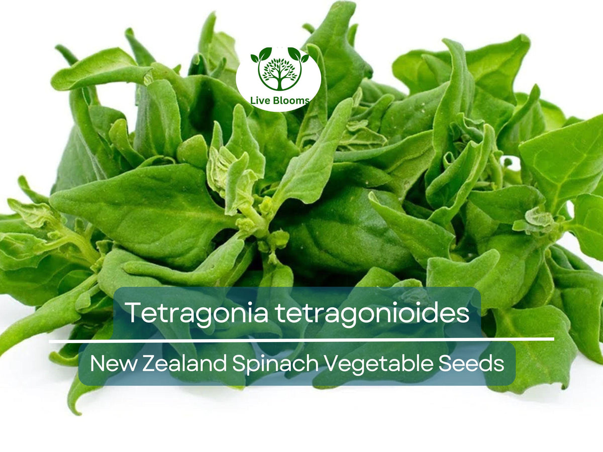 New Zealand Spinach Seeds 1 Gram Heirloom Tetragonia tetragonioides | Heat-Tolerant, Nutritious Greens for Planting