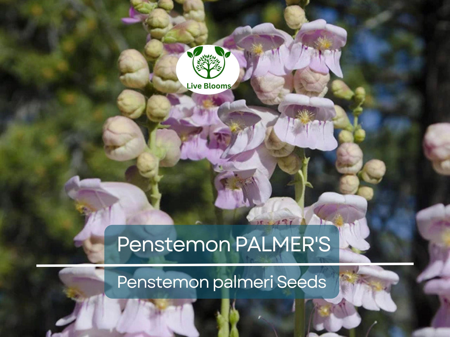 500 Penstemon Palmer's Seeds - Perennial, Pollinator Friendly, Non-GMO, Fragrant Flowers