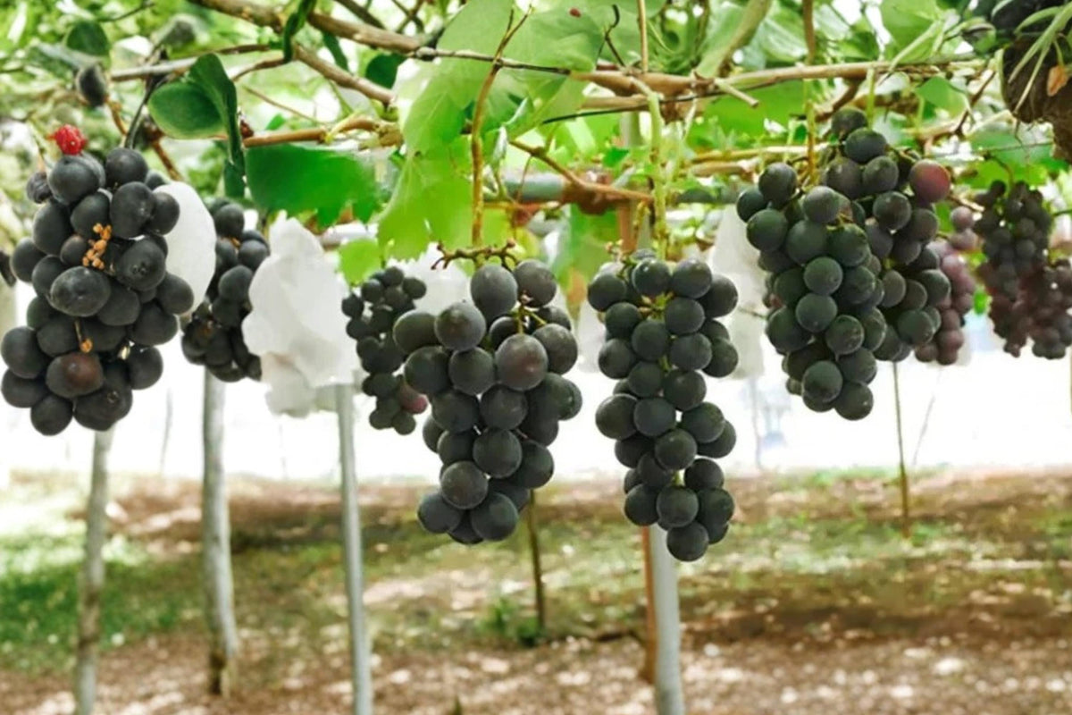 Japanese Pione Grape Cuttings 6-8" Unrooted Vitis vinifera | Dark Purple Fruit Vine for Gardens & Orchards