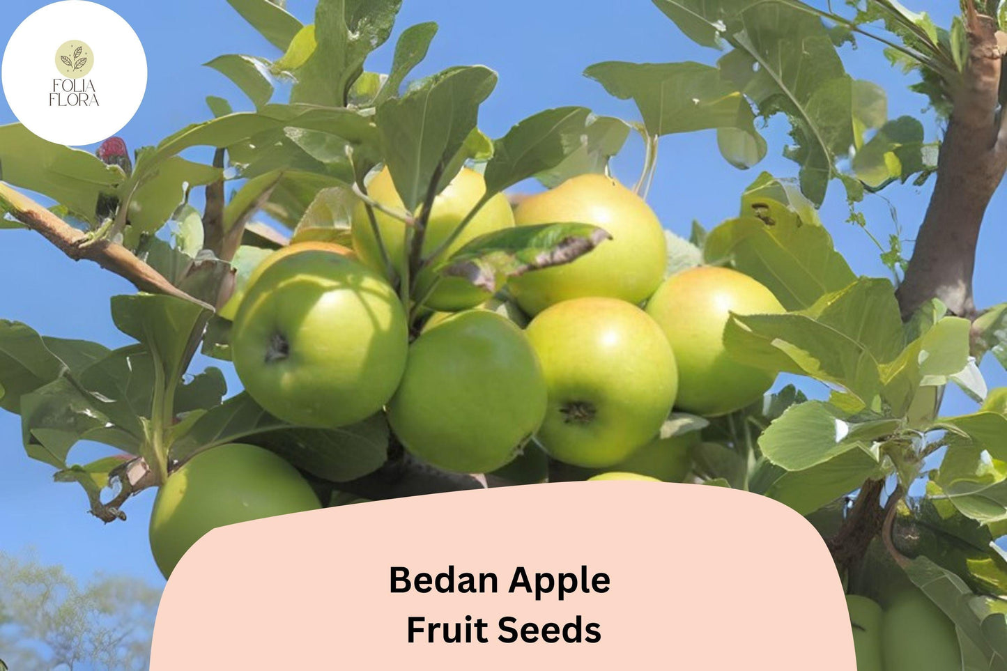 25+ Bedan Apple Seeds | Rare French Heirloom Cider Apple Tree Seeds for Orchard Planting