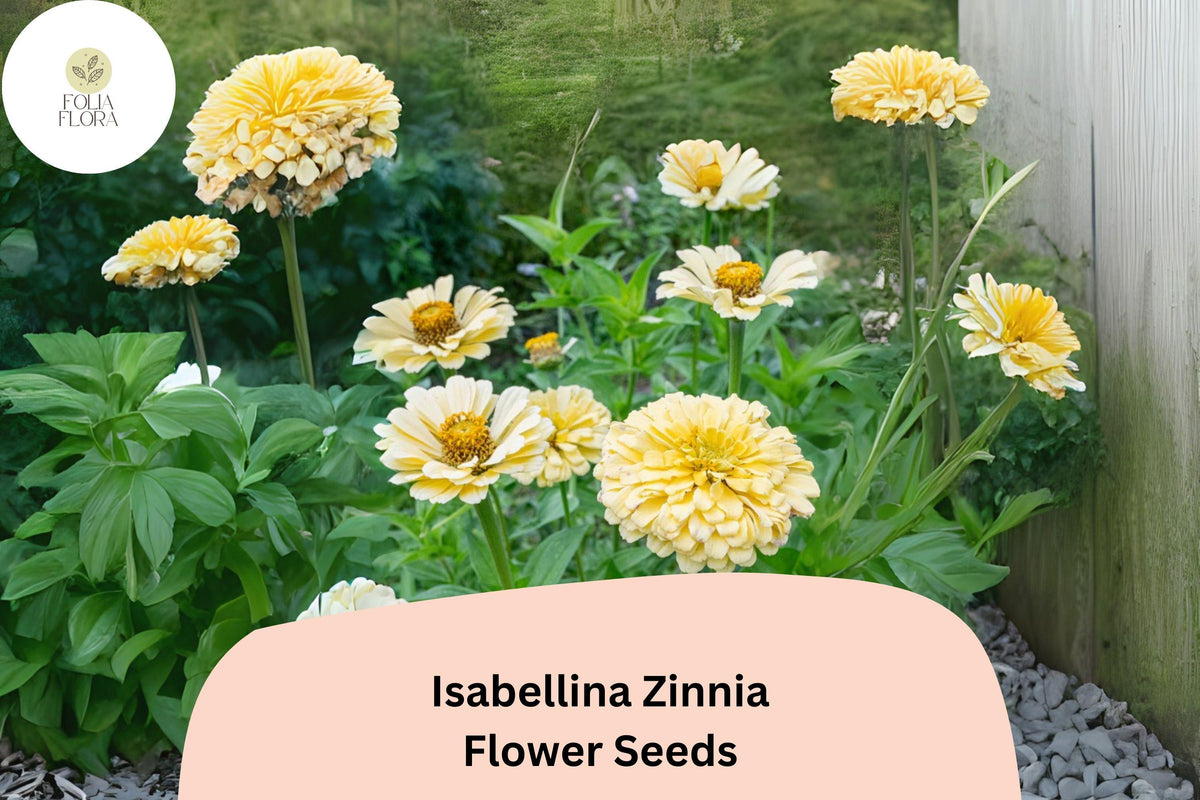 Isabellina Zinnia Seeds - 100+ Non-GMO Pale Cream Blooms for Borders & Bouquets (Zinnia elegans)
