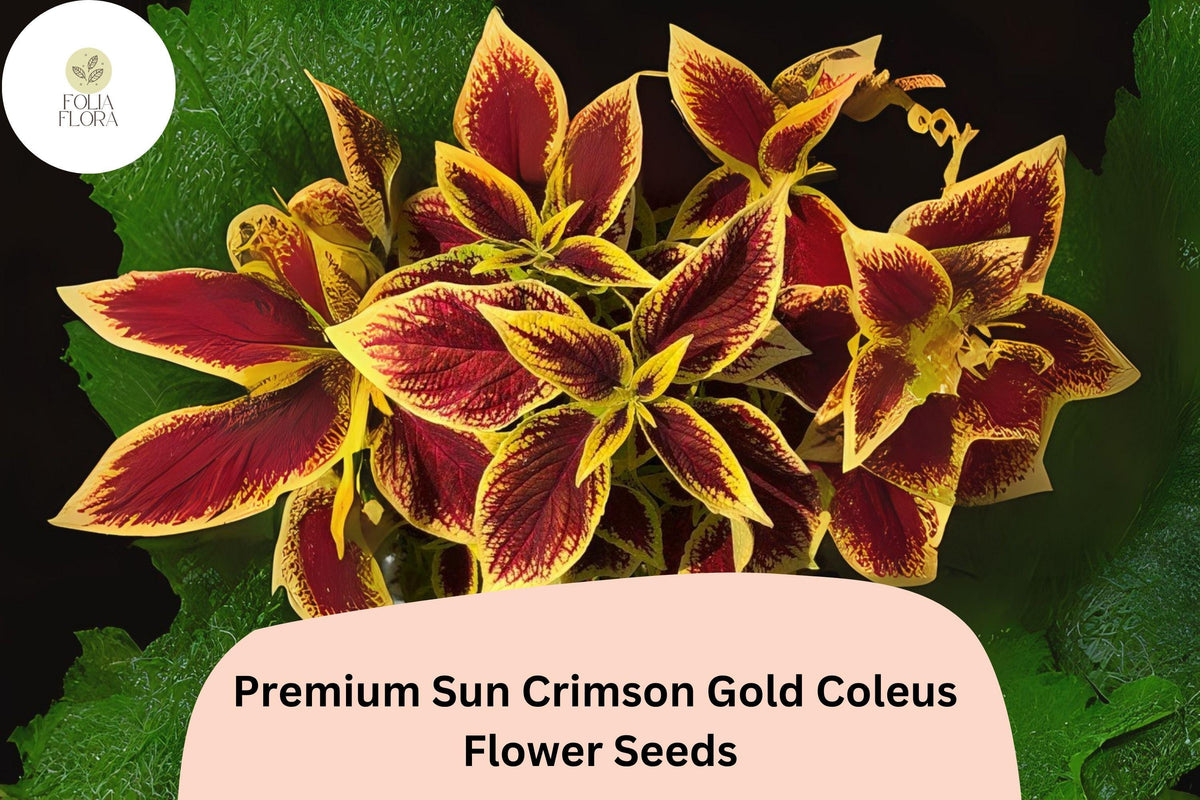 25+ Crimson Gold Coleus Seeds | Sun-Tolerant Annual with Red and Gold Foliage for Garden Beds & Containers