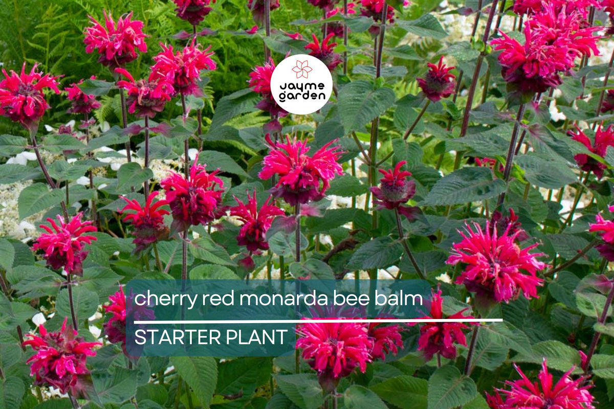 Monarda Bee Balm Plants - Lot of 2 Live Cherry Red Perennials | Butterfly Magnet | Vibrant Blooms | Monarda didyma