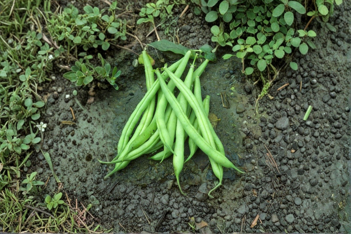 Provider Green Bush Bean Seeds - 10 Heirloom Seeds, Cold-Tolerant, High Yield - Phaseolus vulgaris, Perfect for Home Gardens