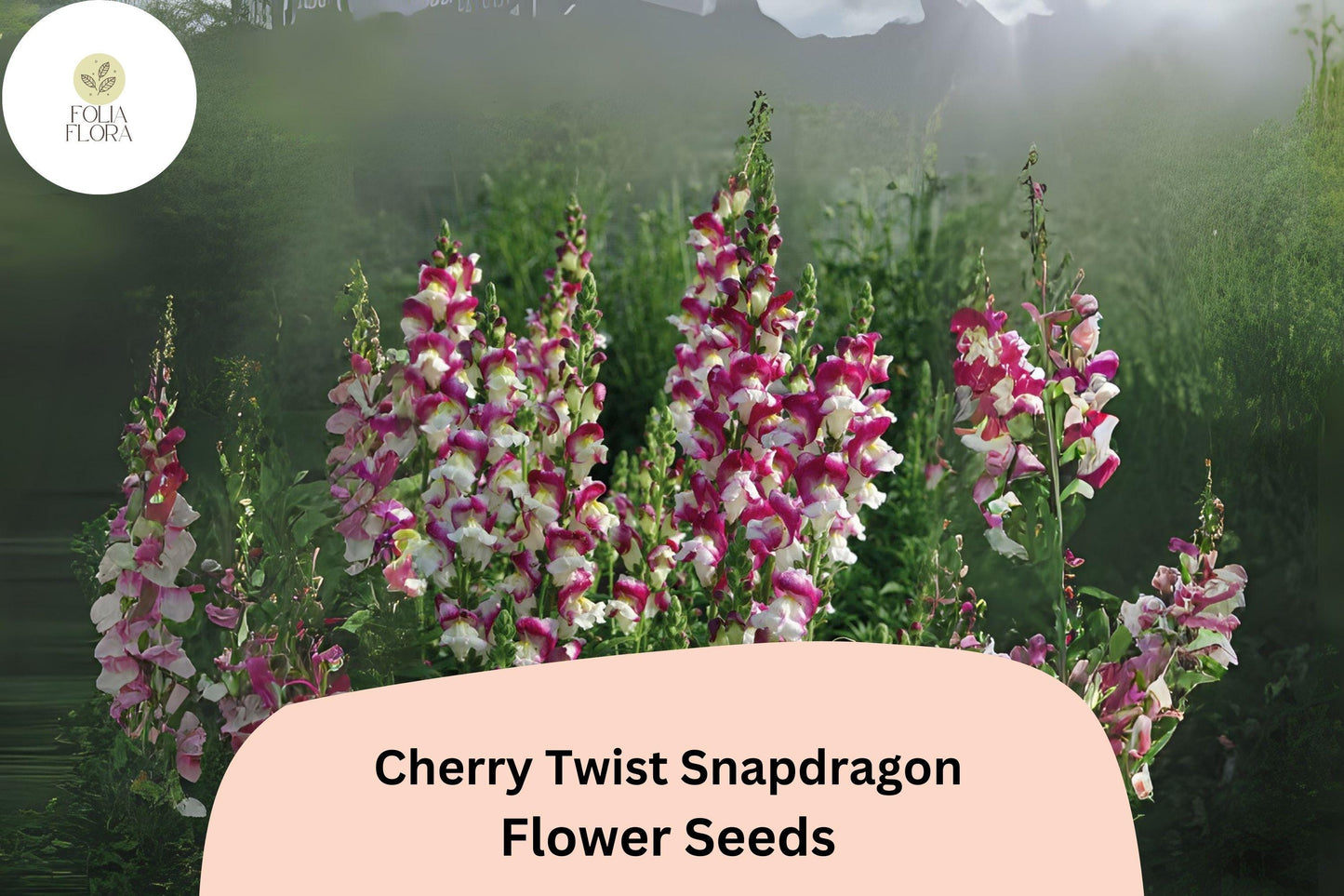 Cherry Twist Snapdragon Seeds - 1000+ Vibrant Cherry-Red Blooms for Garden & Cut Flowers