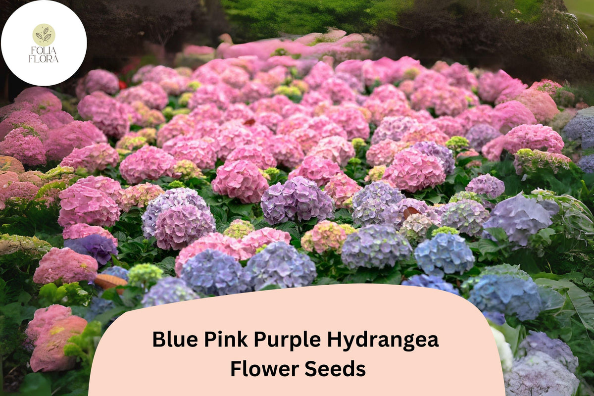 25 Hydrangea Seeds | Mixed Blue Pink Purple Blooms | Ornamental Flowering Shrub | Hydrangea macrophylla