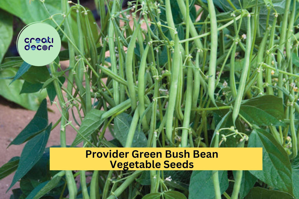 Provider Bush Bean Seeds - 3pcs x 5g - Heirloom Green Pods - Phaseolus vulgaris - Early Harvest, Compact Growth for Gardens