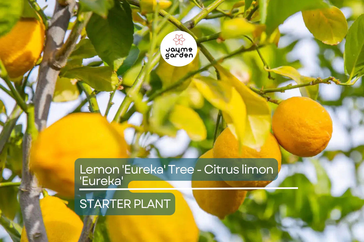 Eureka Lemon Tree Seedling 3-8" Tall | Citrus limon | Indoor & Outdoor High-Yielding Fruit Plant | Bare Root