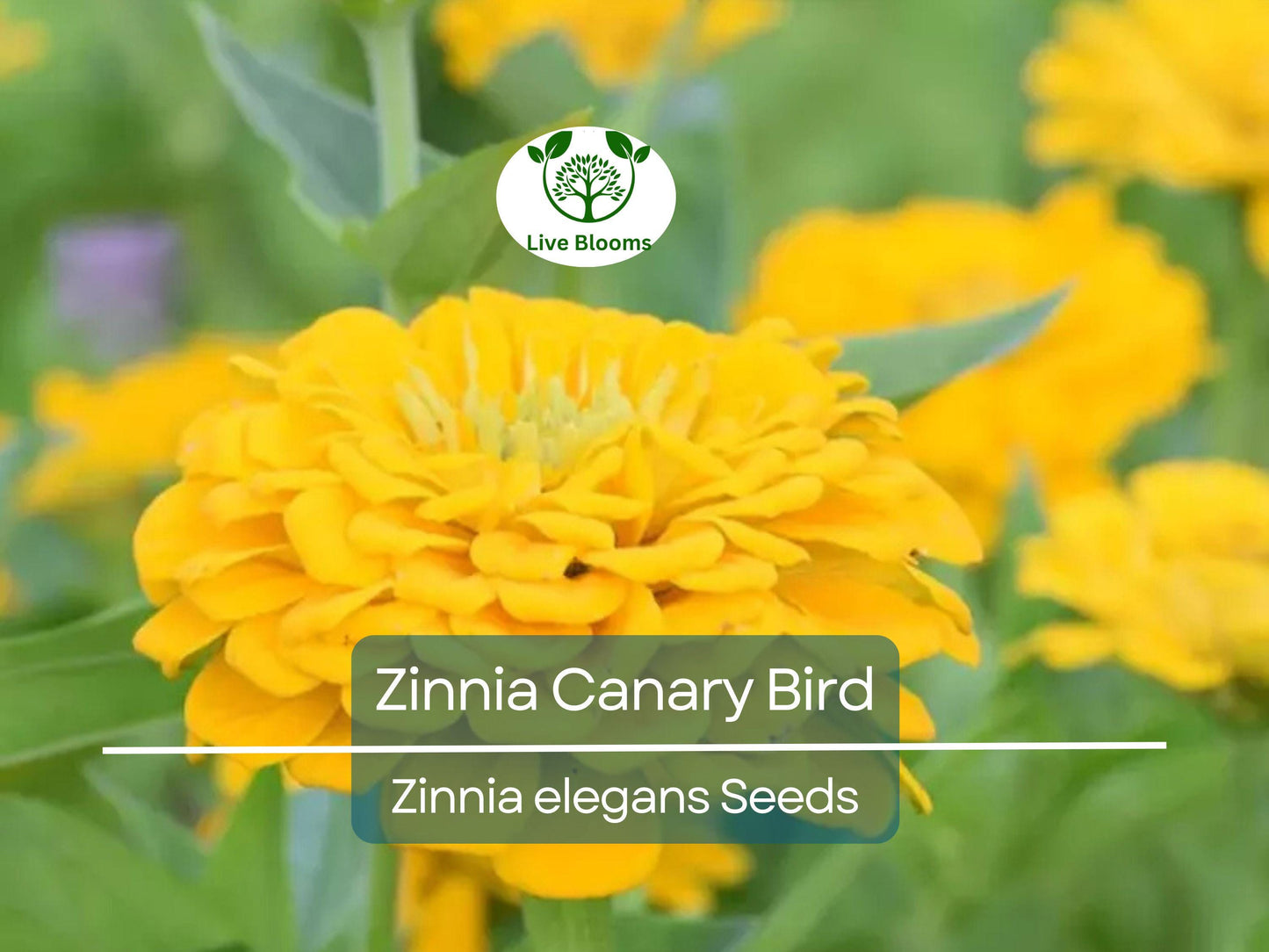 200 Seeds Zinnia Canary Bird Double Blooms - Non-GMO Vibrant Yellow Flowers, Butterfly Attracting, Easy to Grow