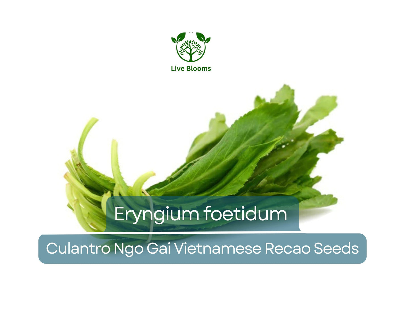 100 Seeds Culantro Ngo Gai - Heirloom Eryngium foetidum Vietnamese Recao Herb for Culinary Use