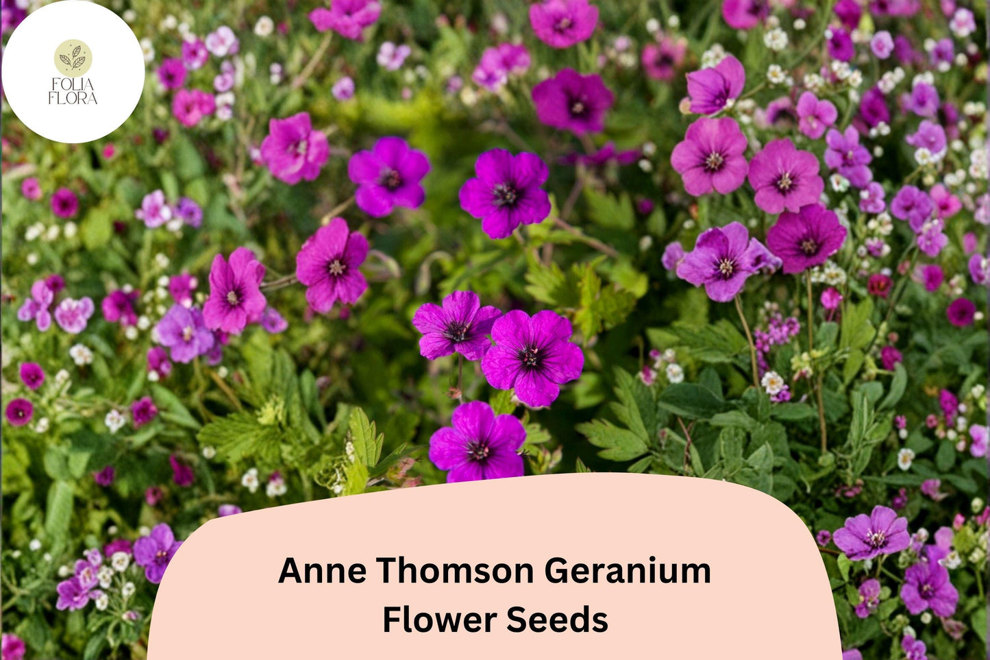 25+ Anne Thomson Geranium Seeds | Hardy Perennial Magenta Cranesbill for Long Blooming Gardens