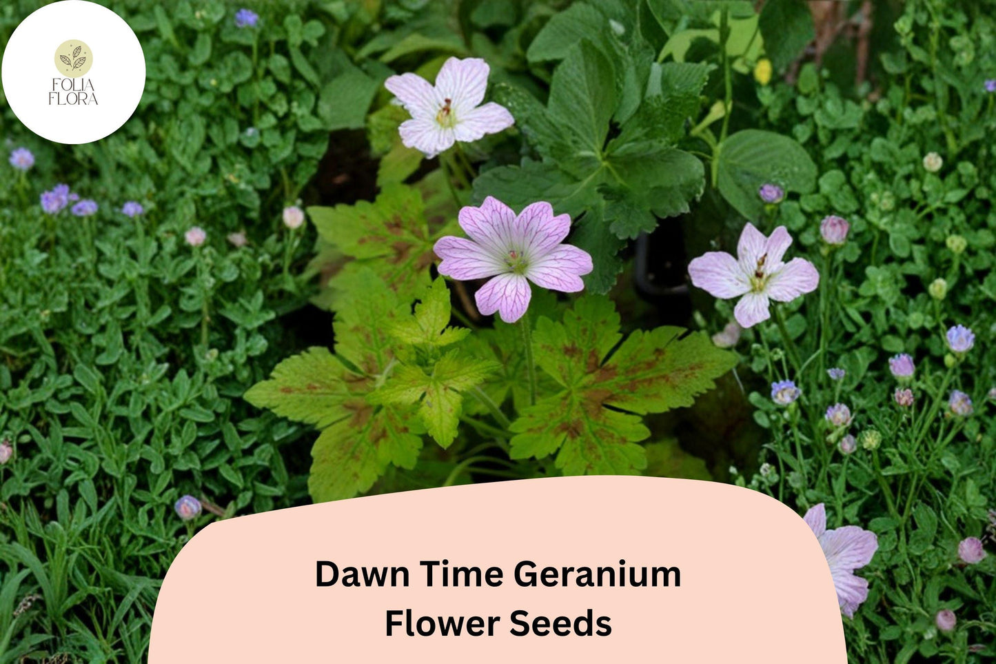 25+ Dawn Time Geranium Seeds | Pink-Purple Hardy Perennial Ground Cover for Garden