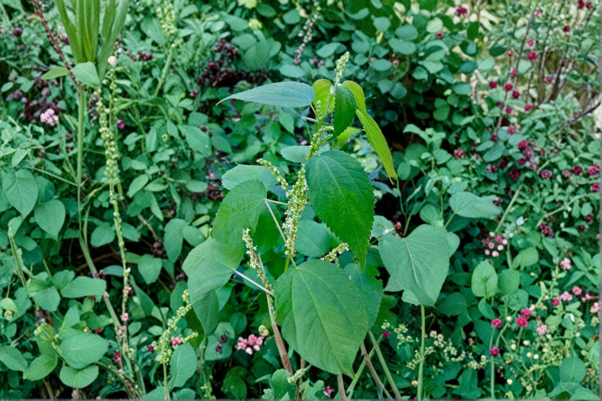 Smallspike False Nettle Seeds – 100 Count | Boehmeria cylindrica | Native Wetland Perennial | Shade-Tolerant Pollinator Plant