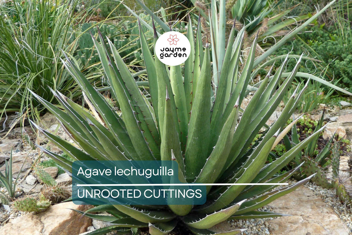 Agave Leaf Cuttings - 10 Leaves - Rare Desert Succulent - Agave lechuguilla - Drought-Tolerant Xeriscape Plant