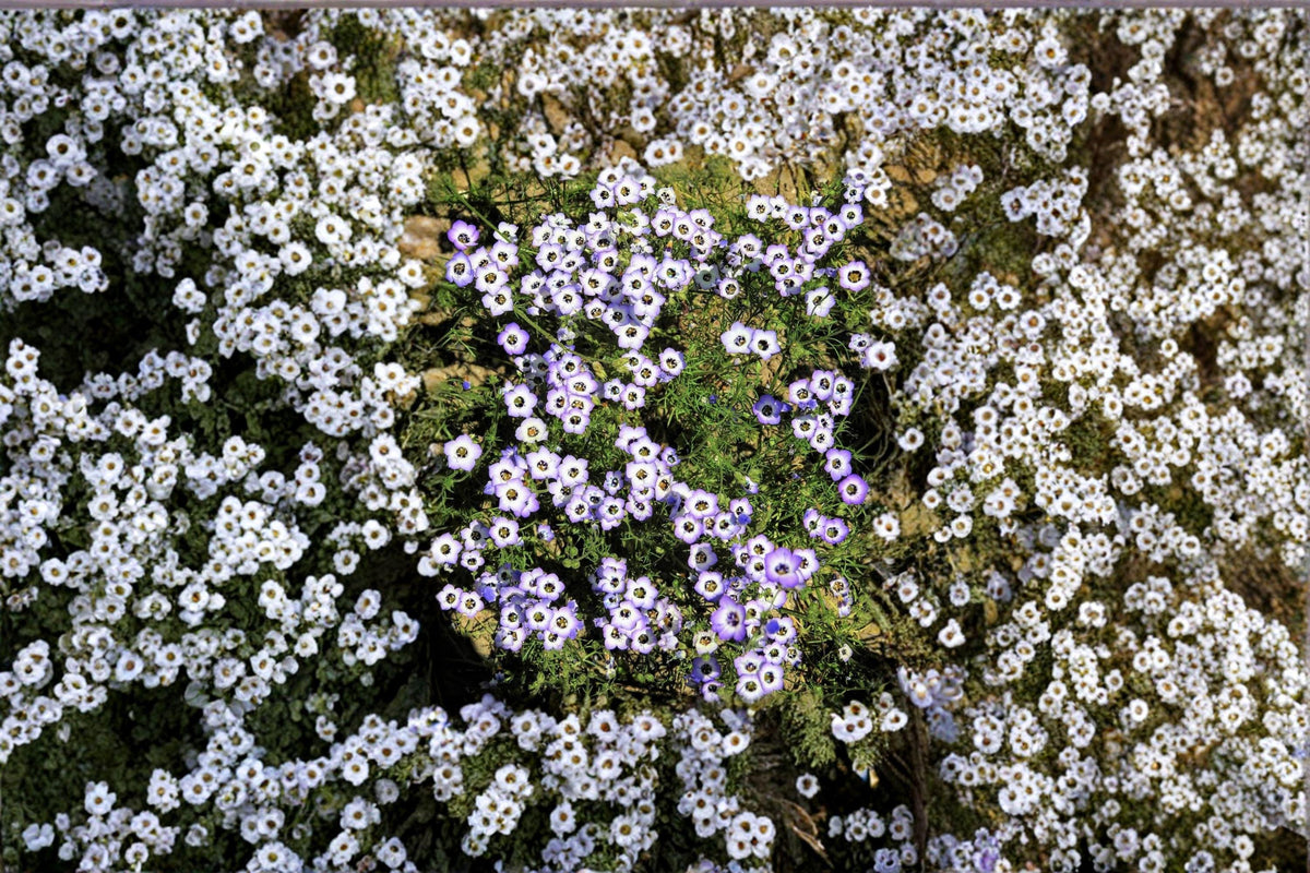 Bird's Eyes Seeds 100 Count | Gilia tricolor | California Native Wildflower | Blue & Purple Blooms | Easy Annual