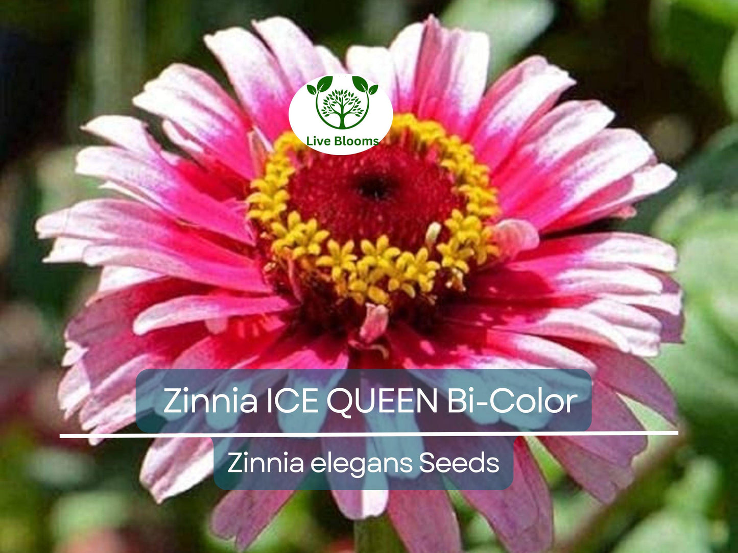 100 Non-GMO Zinnia Ice Queen Seeds - Bi-Color Pink & White Flowers, Attracts Butterflies & Hummingbirds