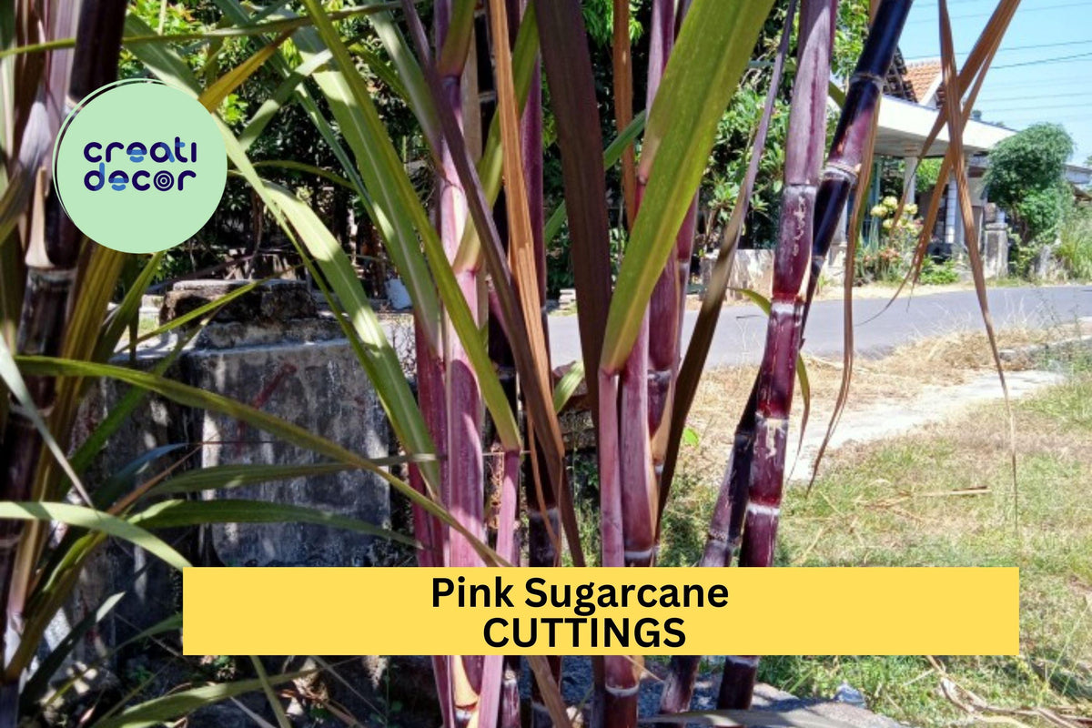 2 Fresh Red Sugarcane Cuttings - Organic Heirloom, Non-GMO Stalks for Garden or Propagation - Saccharum officinarum