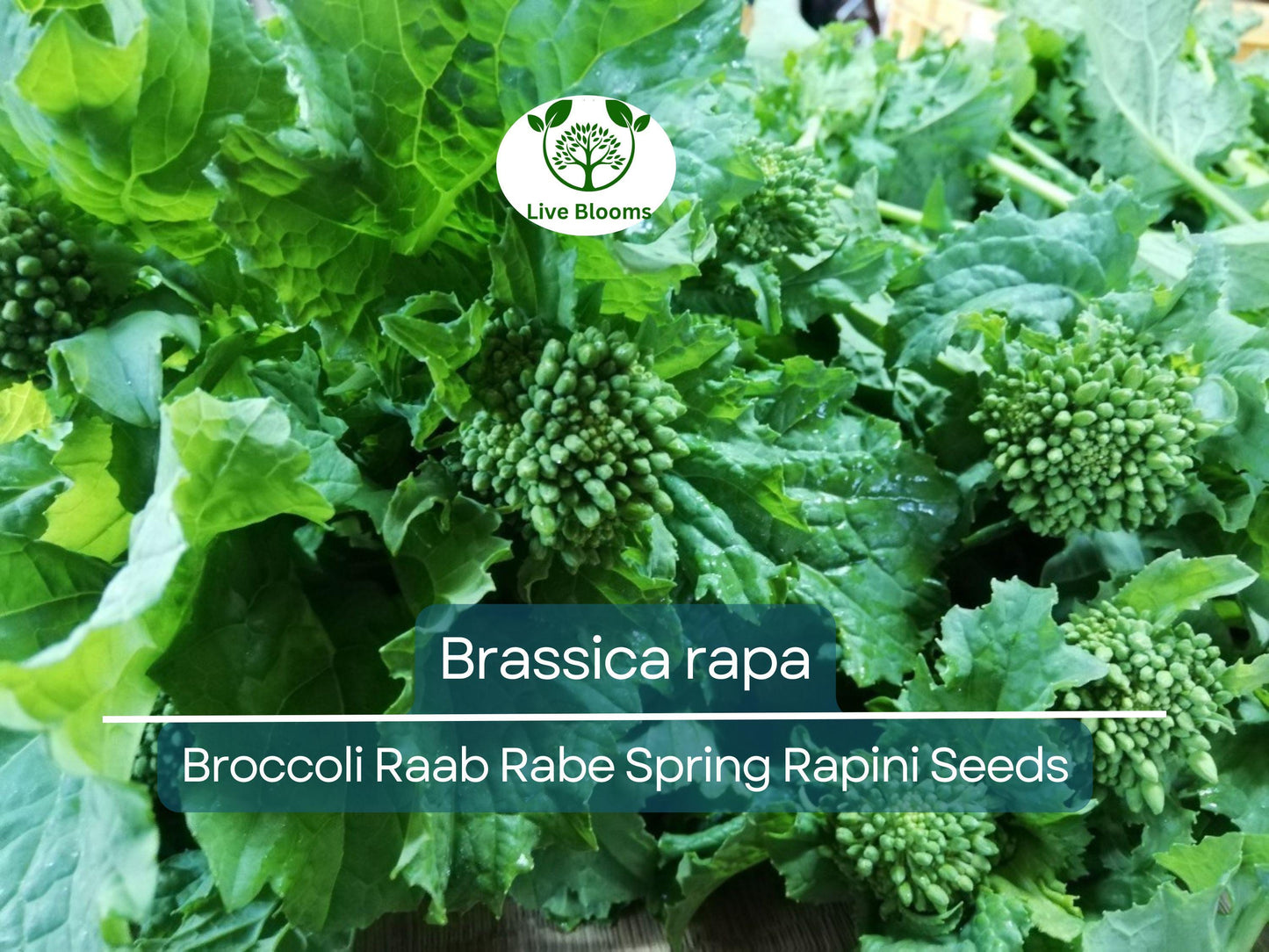 150 Seeds Broccoli Raab Rabe - Heirloom Brassica rapa for Spring Planting & Culinary Use