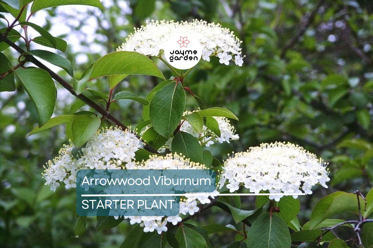 Arrowwood Viburnum Bush | Bare Root Plant | Fast-Growing Wildlife Habitat with White Flowers & Edible Berries | Viburnum dentatum