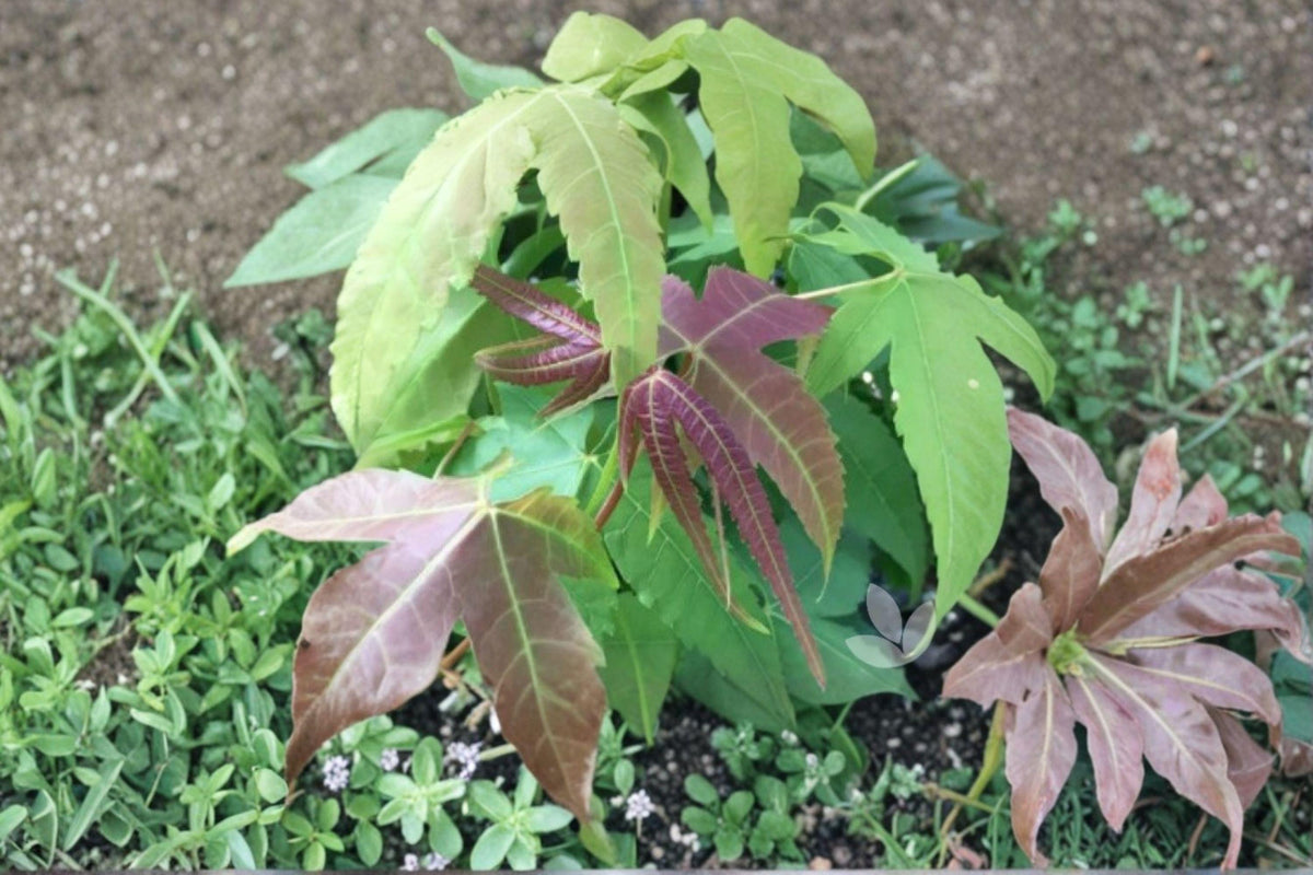 Acer Elegantulum Seeds | 10 Rare Ornamental Maple Seeds | Attractive Foliage | Hardy Deciduous Tree | Acer elegantulum