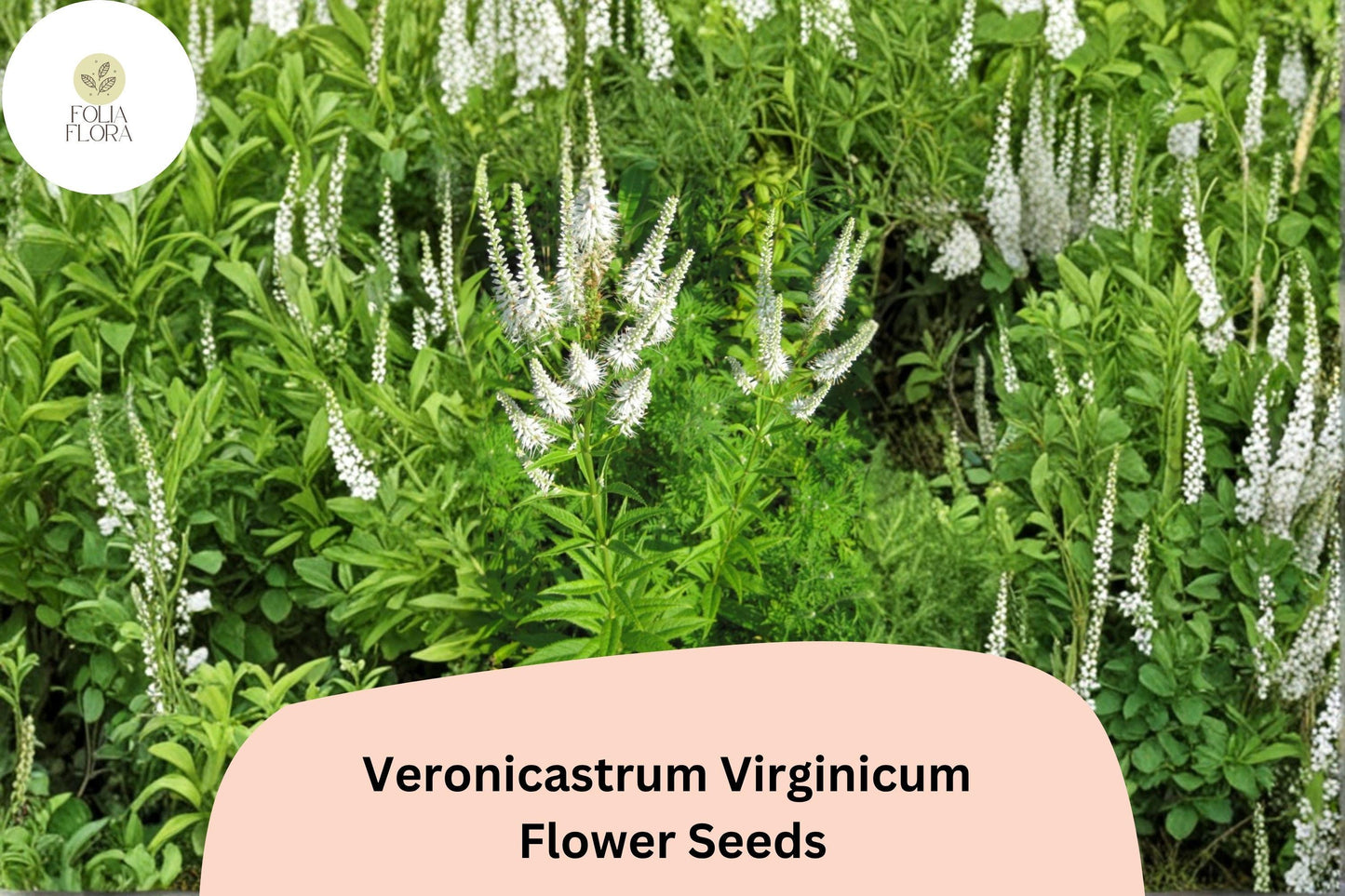 2500 Veronicastrum virginicum Seeds | Culver’s Root Native White Wildflower for Pollinator Gardens