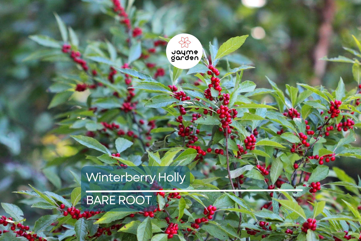 Winterberry Holly Seedlings 10-Pack | Red Berries | Ilex Verticillata | Bareroot Cold Hardy Shrub | Wildlife & Privacy Garden