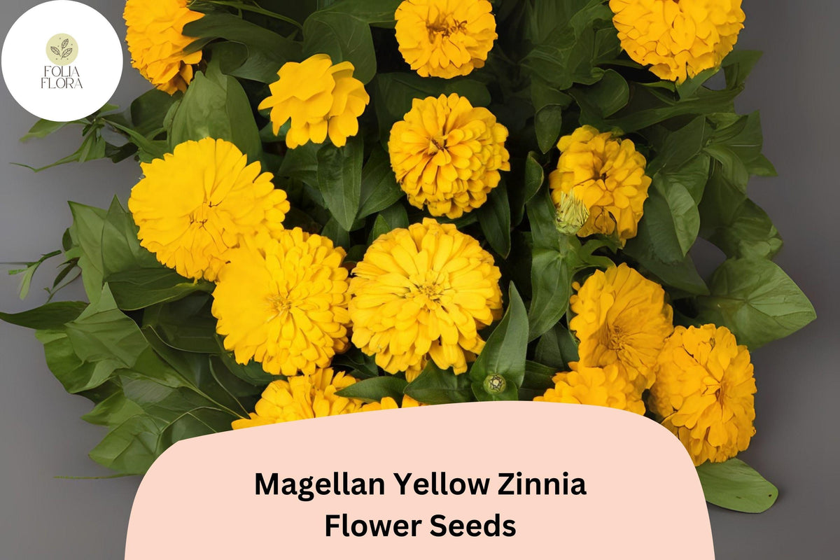 Zinnia Seeds - 100+ Magellan Yellow Compact Flowers - Zinnia elegans - Bright Golden Blooms for Garden & Cut Flowers