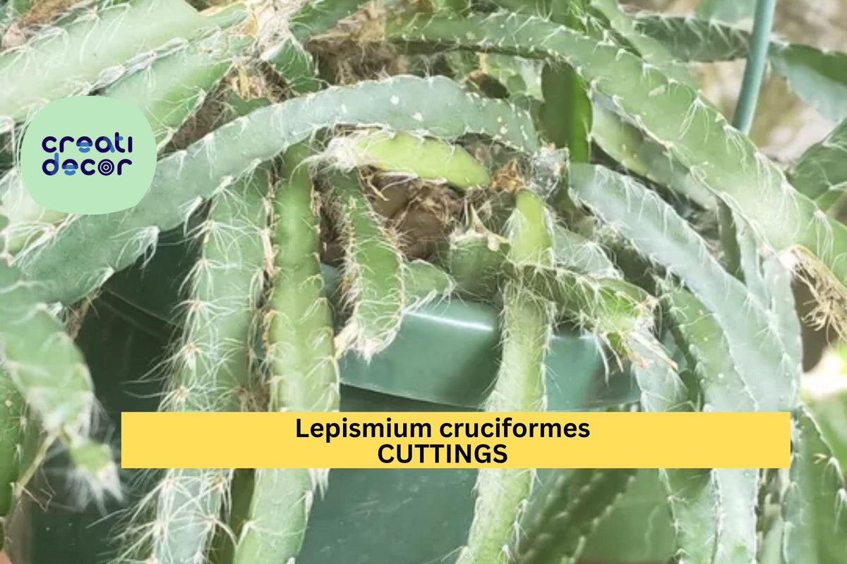 4 Lepismium Cruciforme Cuttings | Trailing Epiphytic Cactus with White Blooms | Tropical Houseplant Starter