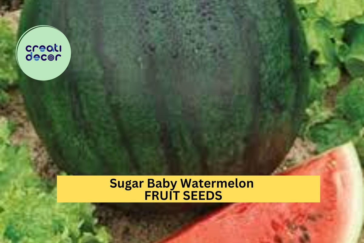 Sugar Baby Watermelon Seeds - 3pcs 1g Sweet Red Flesh, Compact Vine, Citrullus lanatus, Fast Growing for Small Gardens