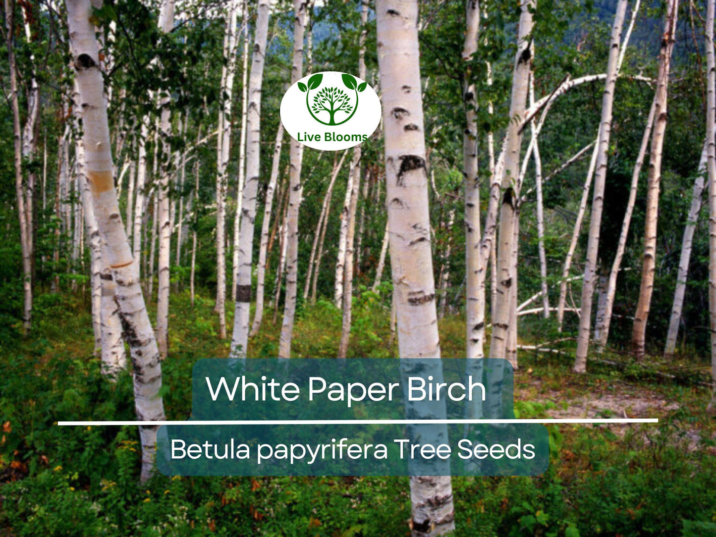 50 White Paper Birch Tree Seeds (Betula papyrifera) | Fast-Growing Native Tree for Landscaping
