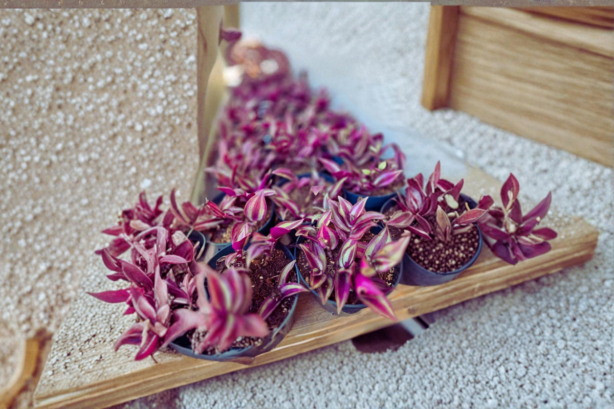 12 Cuttings Purple Wandering Jew 4–6 Inch Tradescantia Zebrina Unrooted Live Plant for Propagation and Decor