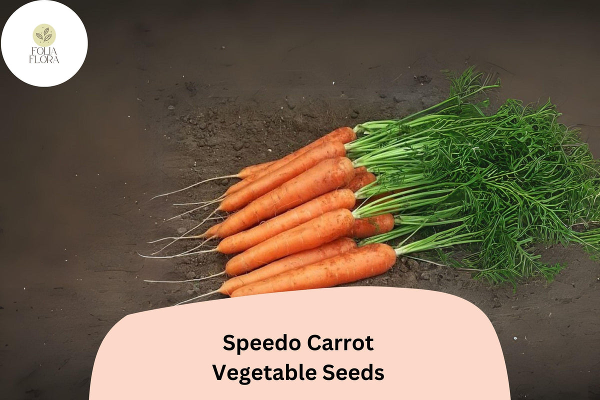 1000+ Speedo Carrot Seeds – Fast-Growing, Sweet & Tender Early-Season Variety