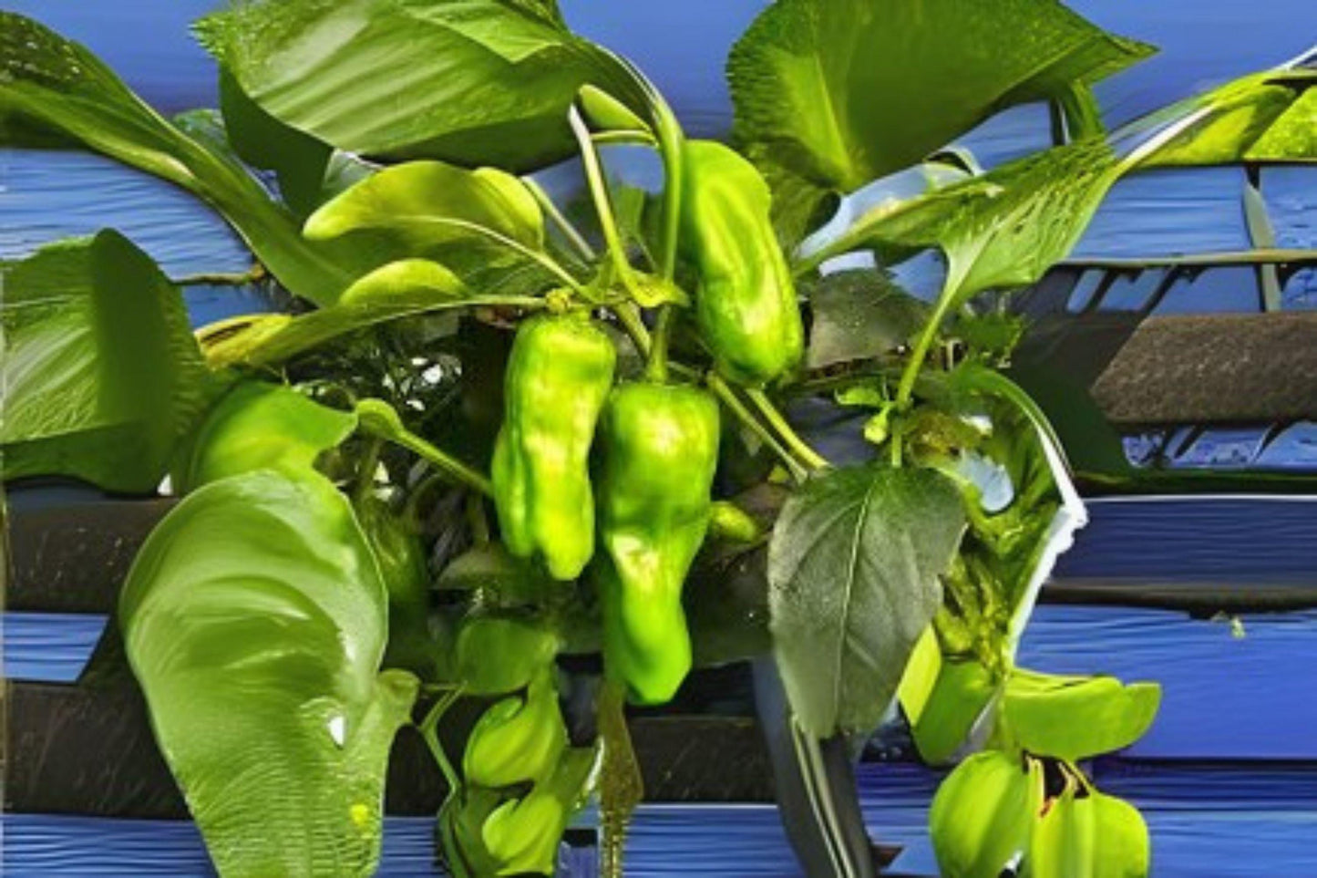Shishito Pepper Seeds 250mg Non-GMO Capsicum annuum Mild Japanese Vegetable for Cooking & Gardening