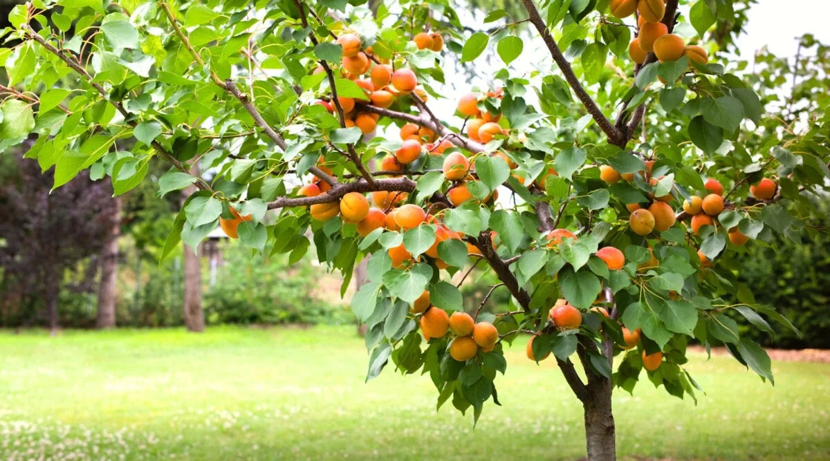 Unrooted Apricot Tree Cuttings Prunus armeniaca for Grafting & Propagation – Heirloom Fruit Tree Scion Wood
