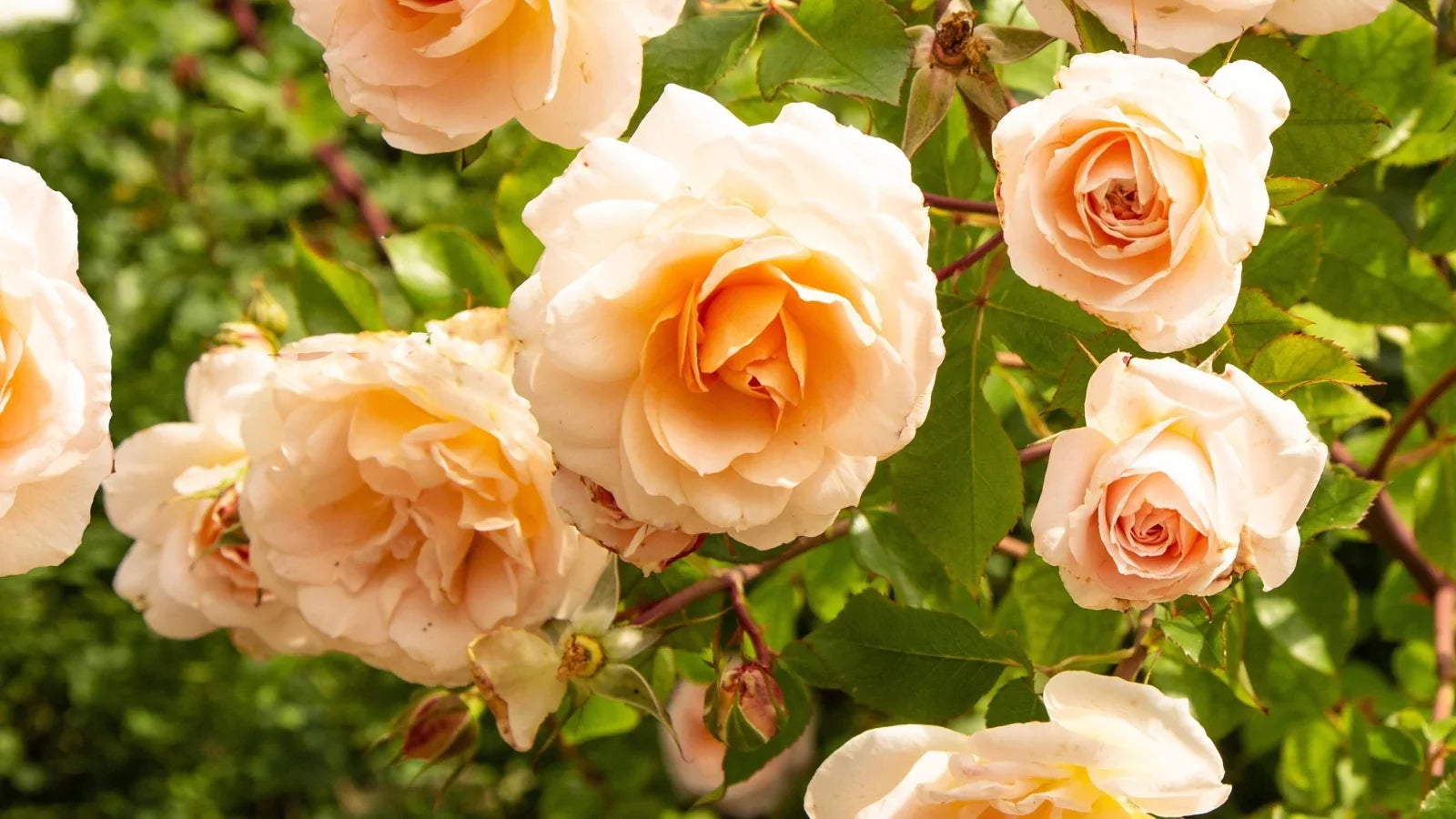 Yellow Apricot Rose Cuttings 5pcs | Live Unrooted Rose Stems for Rooting or Grafting | Fragrant Heirloom Garden Rose