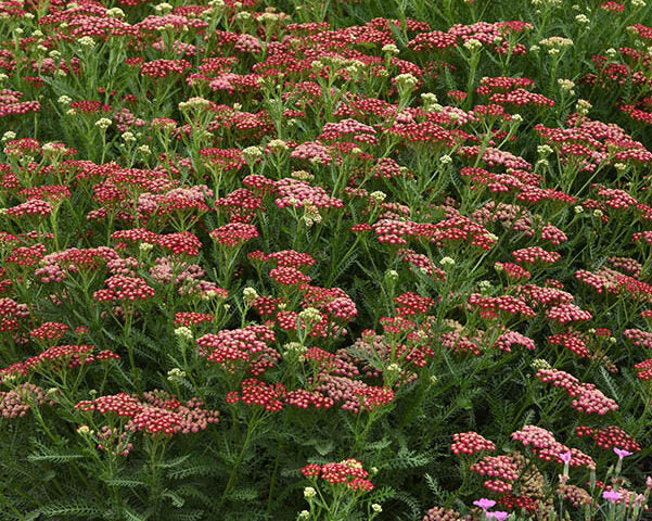 Live New Vintage Red Yarrow Plant - Achillea millefolium - Compact, Drought-Tolerant Perennial in 1 Pint Pot