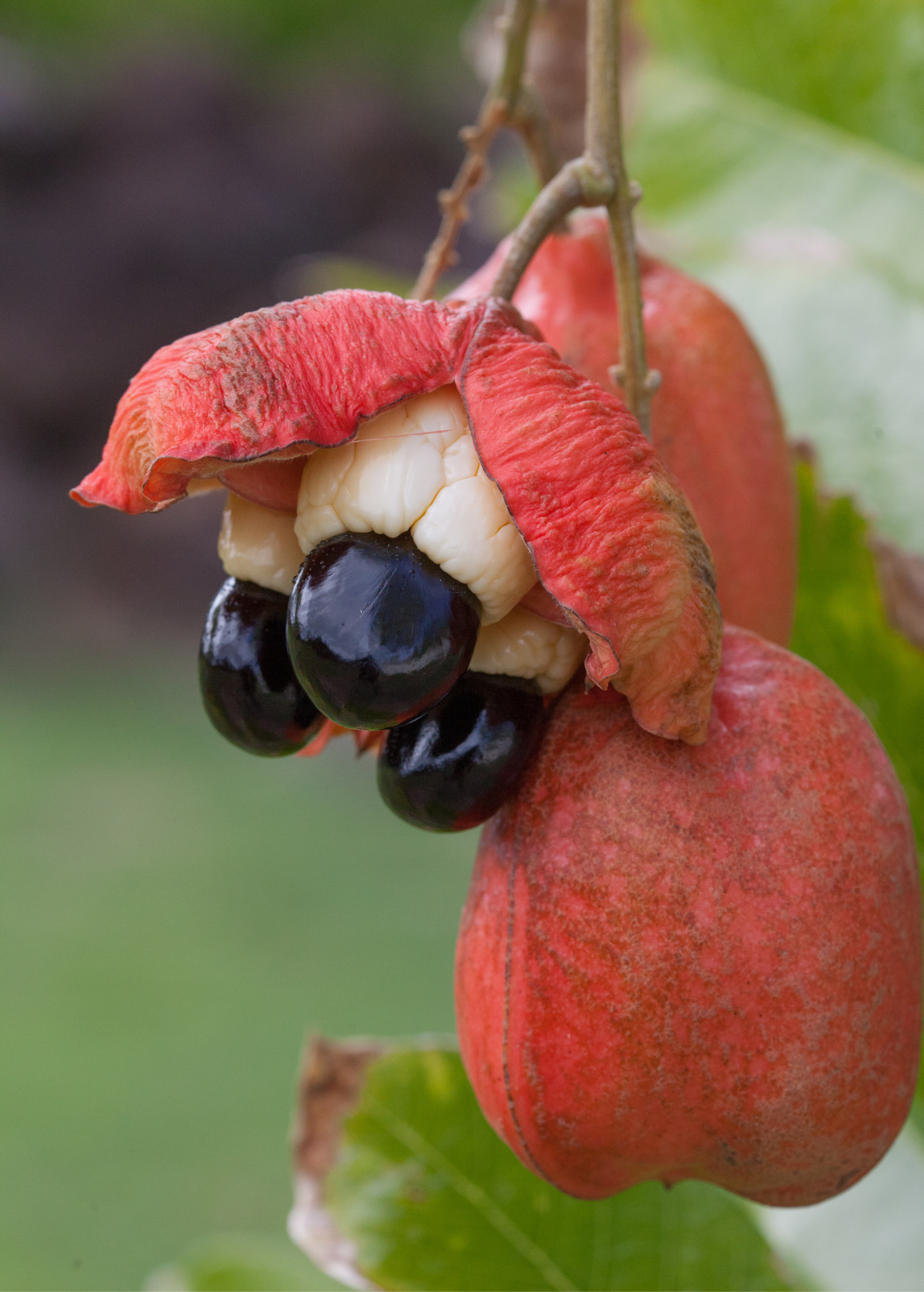 Ackee Fruit Tree | Edible Ackee (Blighia sapida) | Caribbean Nutritious Tropical Fruit